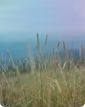 crops-background